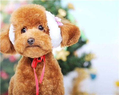 第二弹微信泰迪头像