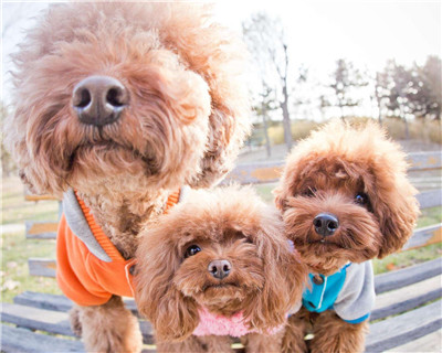 第二弹微信泰迪头像