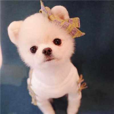 微信可爱茶杯犬头像