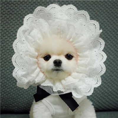 微信可爱茶杯犬头像