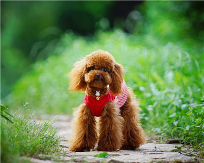 第二弹微信泰迪头像