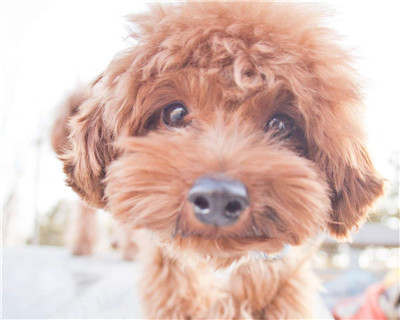 第二弹微信泰迪头像