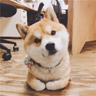 微信柴犬头像