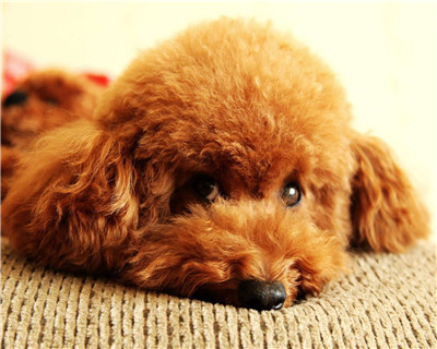 第二弹微信泰迪头像