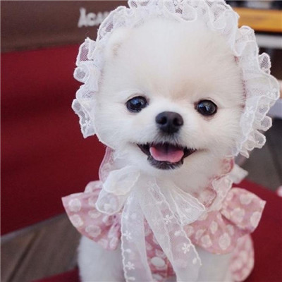 微信可爱茶杯犬头像