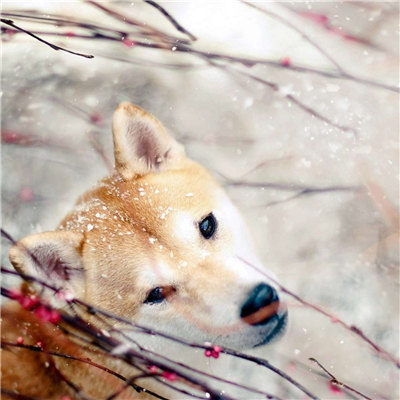 微信柴犬头像