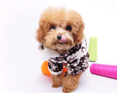 第二弹微信泰迪头像