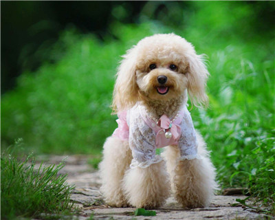 第二弹微信泰迪头像