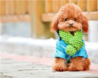 第二弹微信泰迪头像