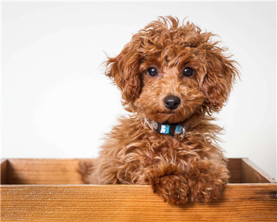 第二弹微信泰迪头像