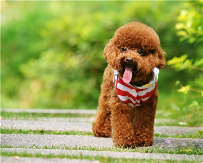 第二弹微信泰迪头像