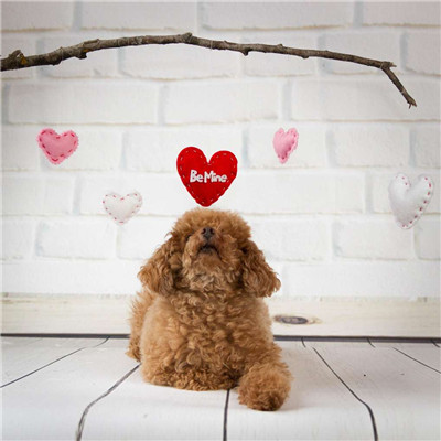 第二弹微信泰迪头像