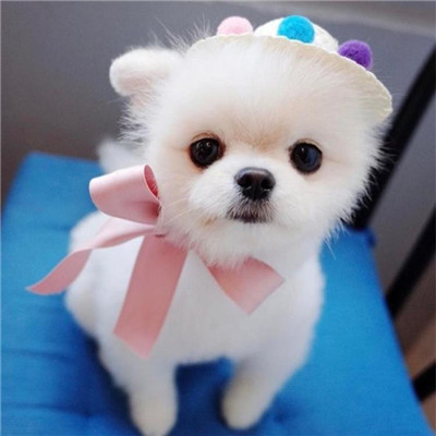 微信可爱茶杯犬头像