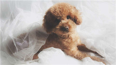 第二弹微信泰迪头像