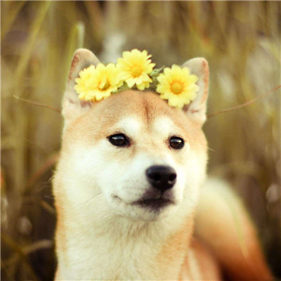 微信柴犬头像