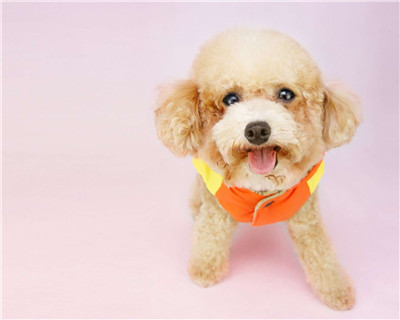 第二弹微信泰迪头像