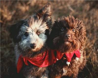 第二弹微信泰迪头像