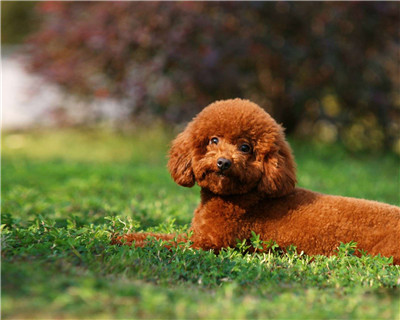 第二弹微信泰迪头像