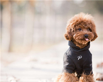 第二弹微信泰迪头像