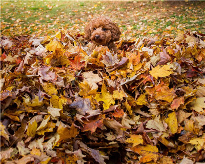 第二弹微信泰迪头像