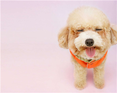 第二弹微信泰迪头像