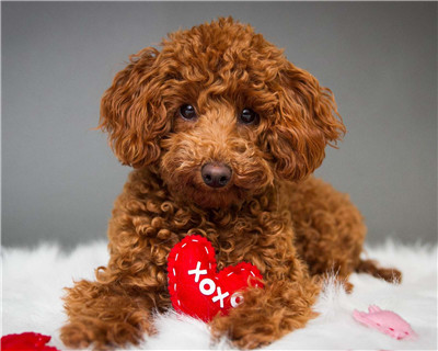 第二弹微信泰迪头像