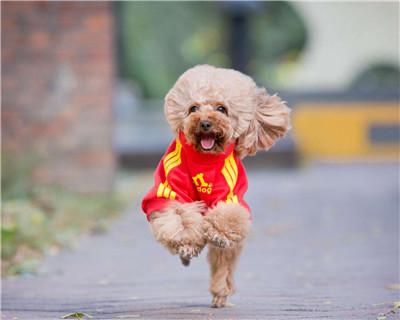 第二弹微信泰迪头像