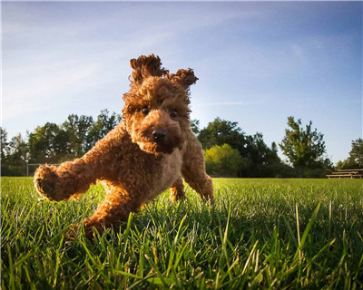 第二弹微信泰迪头像