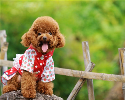 第二弹微信泰迪头像