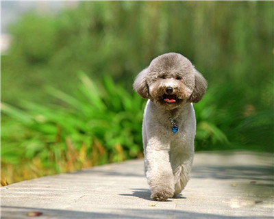 第二弹微信泰迪头像