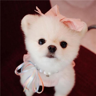 微信可爱茶杯犬头像