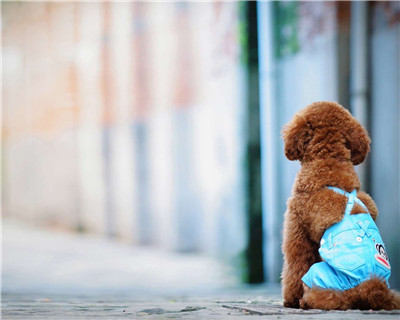 第二弹微信泰迪头像