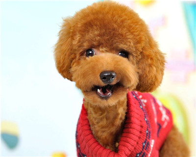 第二弹微信泰迪头像