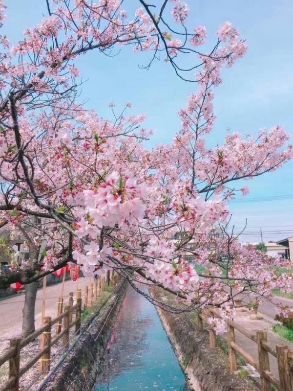 好看意境唯美樱花微信图片