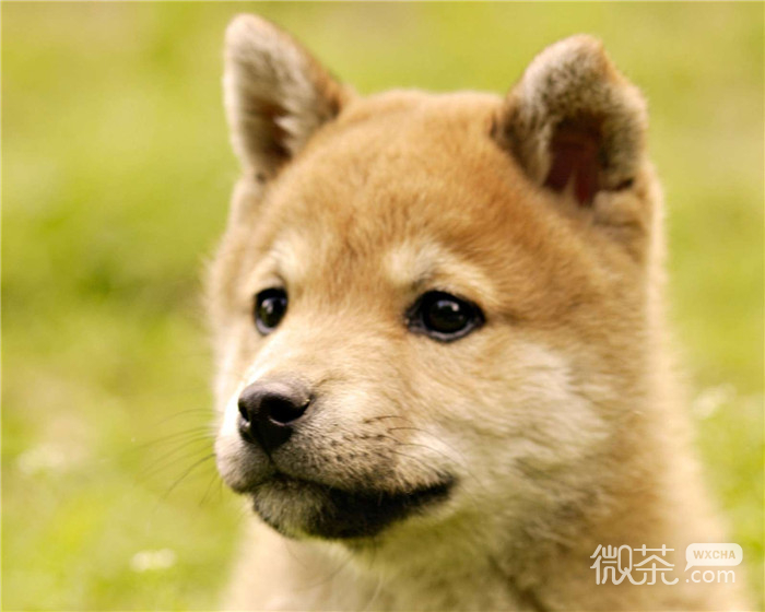 搞怪可爱微信柴犬朋友圈配图