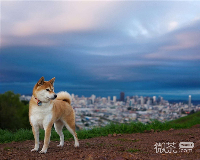 搞怪可爱微信柴犬朋友圈配图