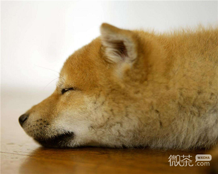 搞怪可爱微信柴犬朋友圈配图
