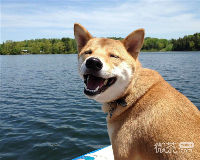 搞怪可爱微信柴犬朋友圈配图
