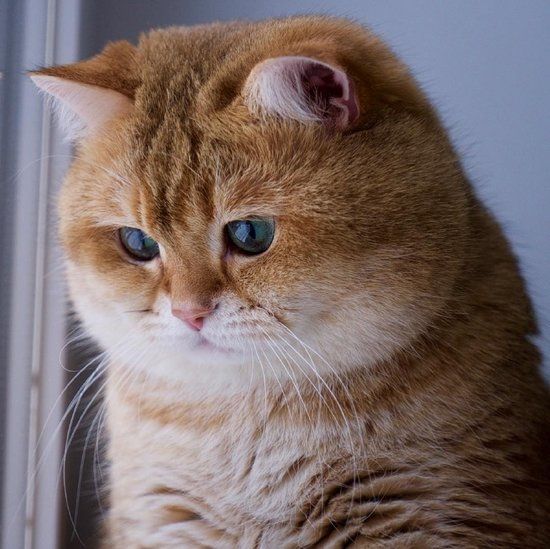 微信喵喵酱图片