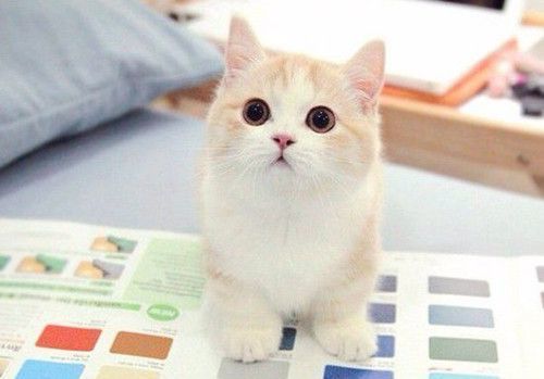 微信喵喵酱图片