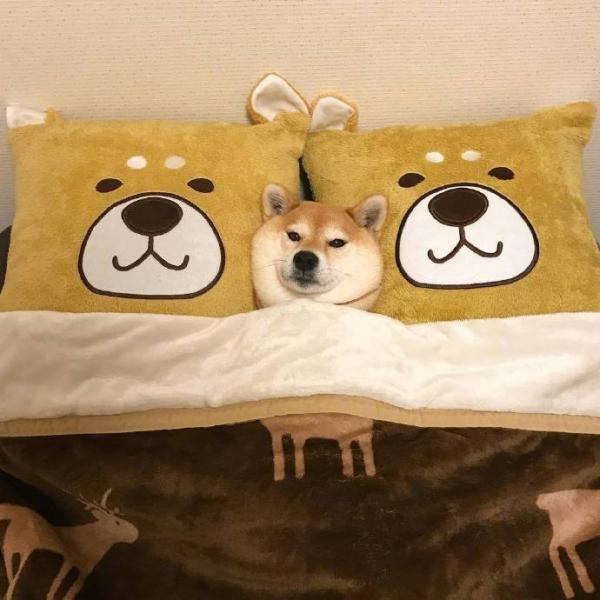 微信可爱呆萌柴犬朋友圈配图