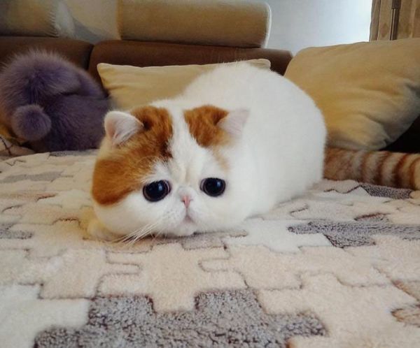 微信喵喵酱图片