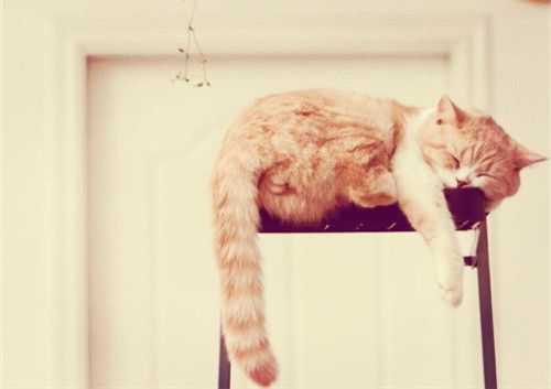 微信喵喵酱图片