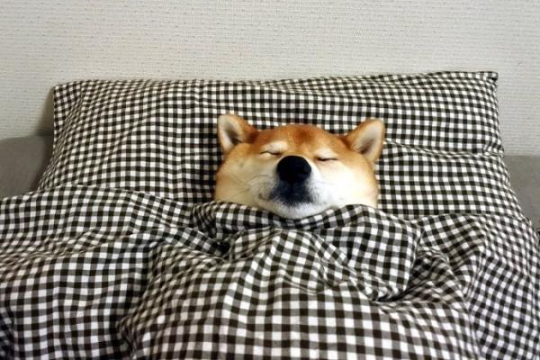 微信可爱呆萌柴犬朋友圈配图