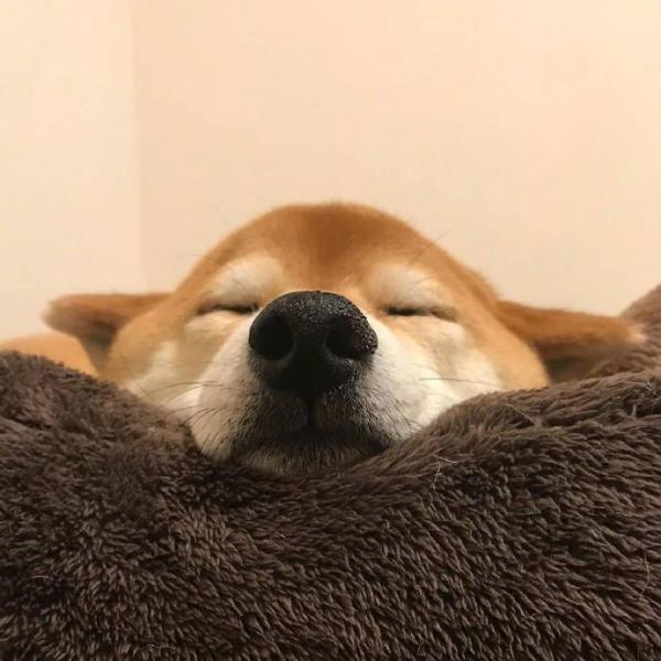 微信可爱呆萌柴犬朋友圈配图