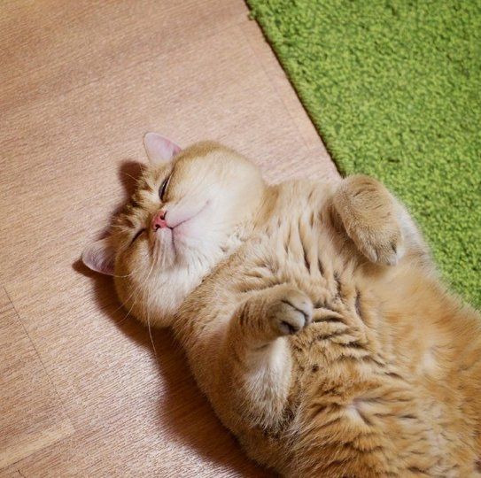 微信喵喵酱图片