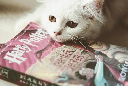 微信喵喵酱图片