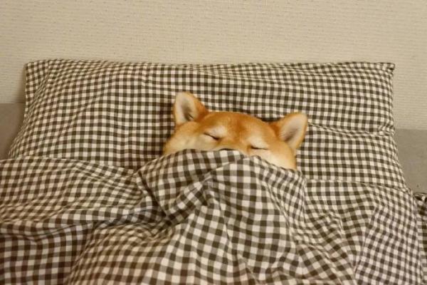 微信可爱呆萌柴犬朋友圈配图