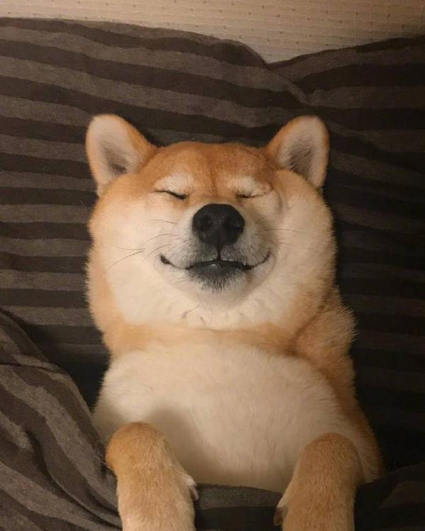 微信可爱呆萌柴犬朋友圈配图