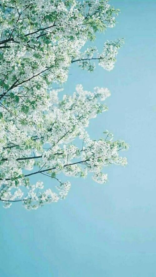 唯美意境小清新微信图片